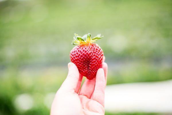 Hood Farms Peaches & Strawberries