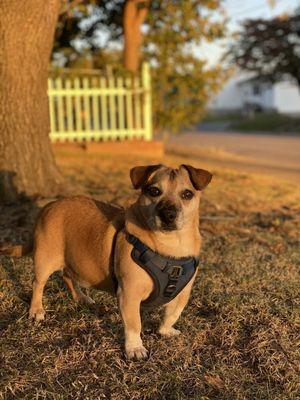 Central Hospital For Animals