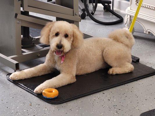 Sophisticuts Dog Salon