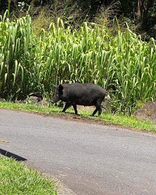 Doyle Davison - Surf City Realty