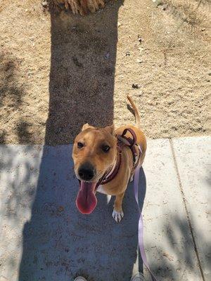 Notorious Yard Maintenance And Poop Scoop