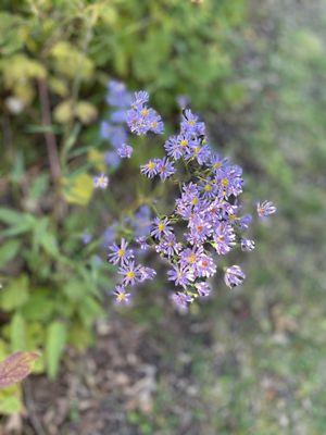 Illinois Beach State Park