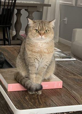 Altamont Cat Hospital