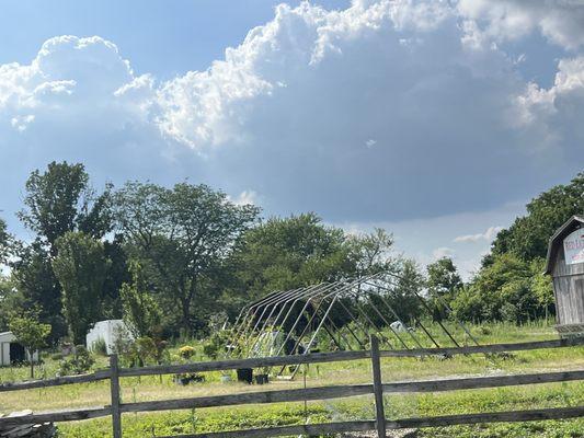 Grown over nursery with WEEDS!