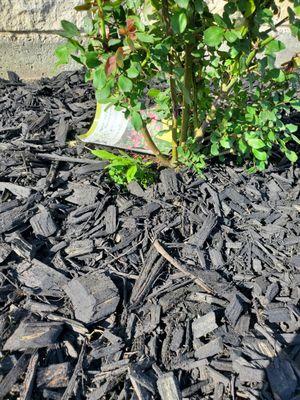 Weeds under the new rose bush they planted