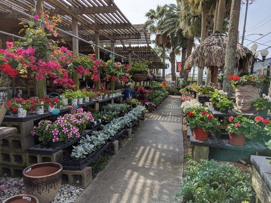 Welcome to Tom's Thumb by Cornelius Nursery!