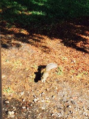 Village At Welleby Park