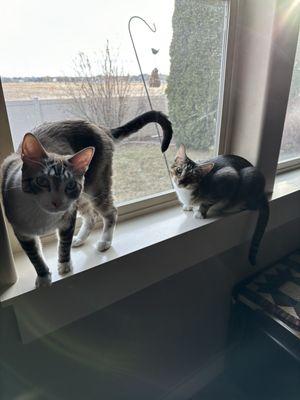 The Pet Sitter of Boise