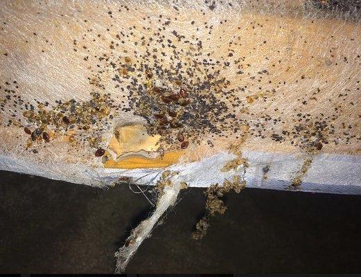 Ohio Bed Bugs