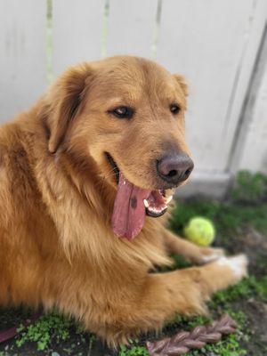 Southern California Golden Retriever Rescue