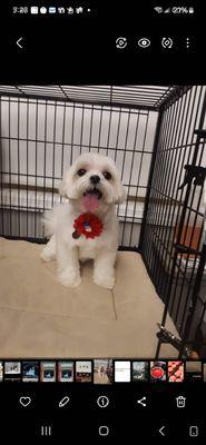 Professional Dog Grooming