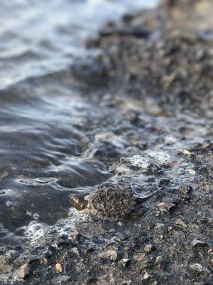 Baby Alligator Snapping Turtle we rescued and handed over to a reptile handler who works with MO conservation