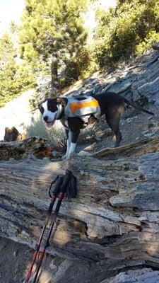 I had to pick up Sammy over this trail block... since the trail took a hard right just after the logs