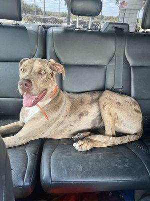 Affordable Pet Hospital