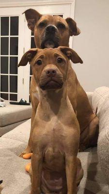 Prim and Proper Paws