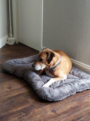 Furry Babbies Pet Sitter