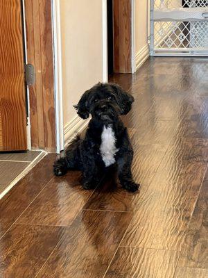 What a Wonderful Woof