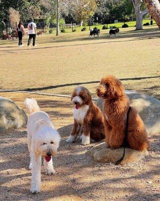 Dali’s Dog Park
