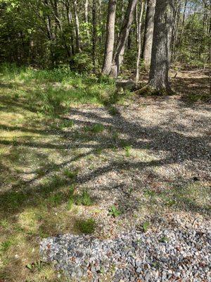 Turf Doctor Lawn & Pest Services