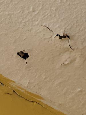 Piedmont Wildlife & Pest Management