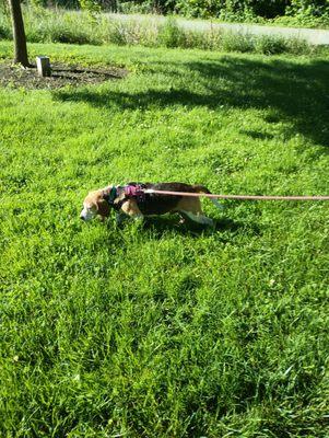 Henry doing what he does best, investigating smells.