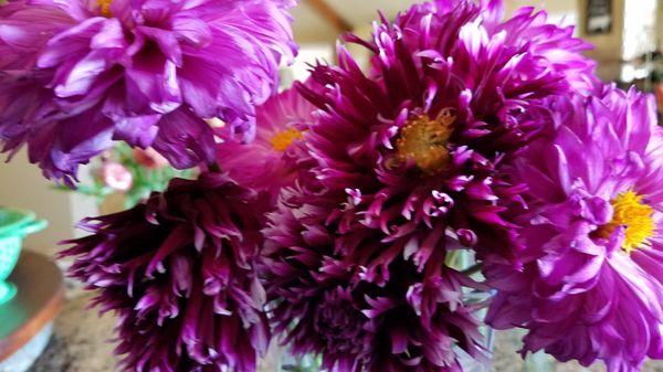 Bunches and Bunches Flower Farm