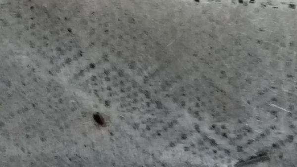 Bed Bugs delivered to my home of residents by Aaron's Furniture Store