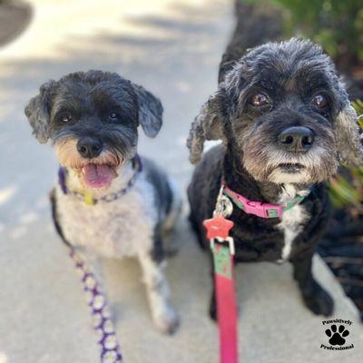 Pawsitively Professional Pet Services LLC