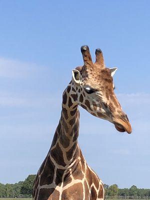 Global Wildlife Center