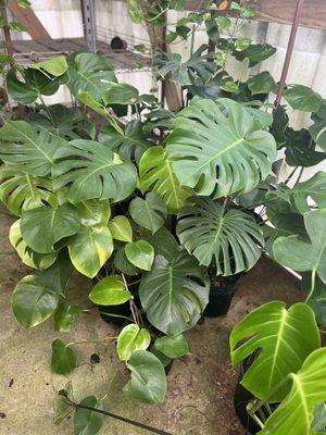 Amazing Grace Nursery