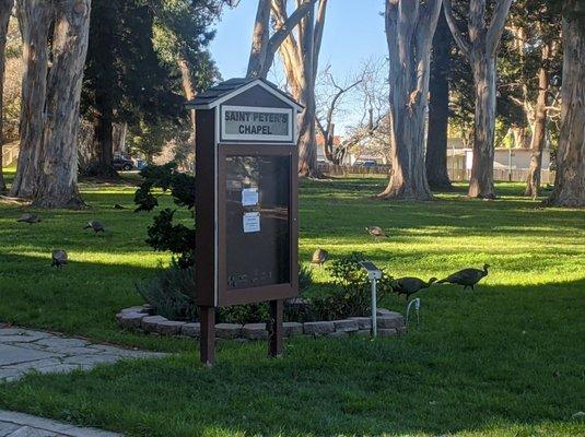 Wild Turkeys having a good time