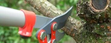 Heartwood Tree Care