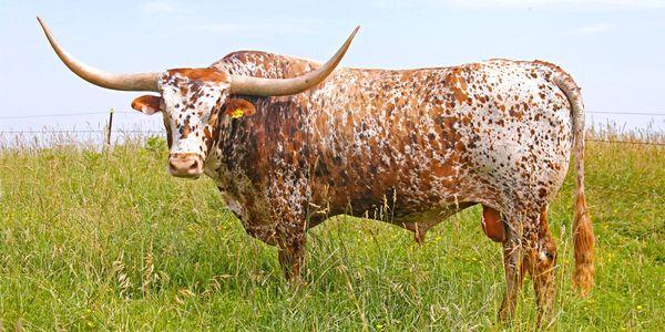 Israel Longhorn Project