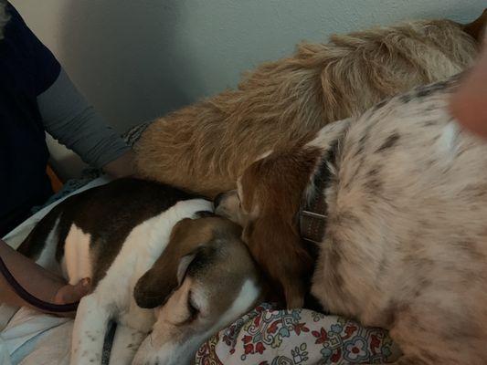 Home With Dignity - Colorado Springs