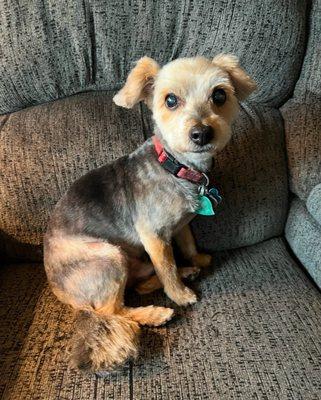 Hearts United For Animals