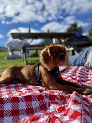 Quartz Rock Vineyard