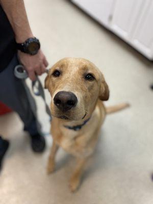 Animal Hospital at Thorndale