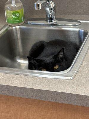 Best Friends Veterinary Medical Center