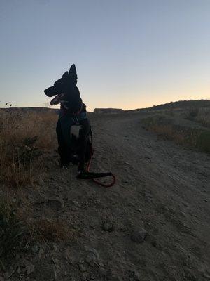 Heavenly Hounds Pet Care