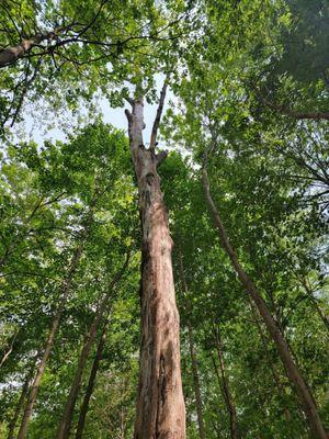 Erik’s Tree and Landscaping