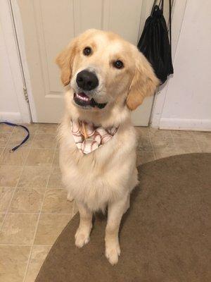 PAWsitively PURRfect Cuts by Summer