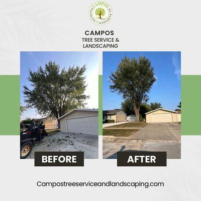 Campos Tree Service & Landscaping