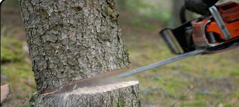 Buckhead lawn and tree experts