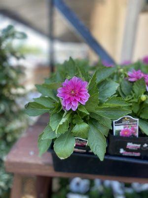 Silverado Ace Hardware