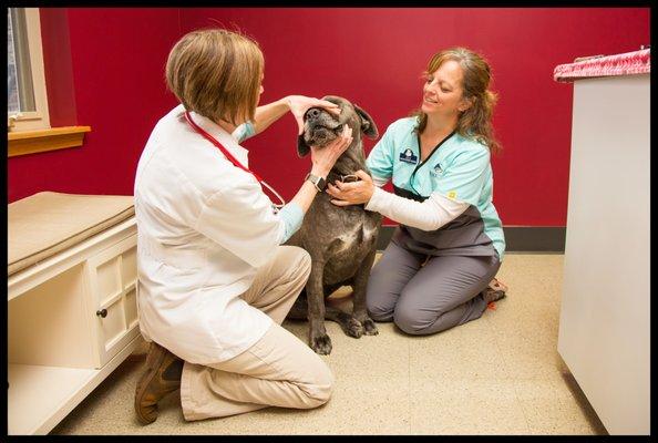 Black Dog Veterinary Services