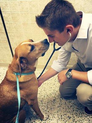 Davis Animal Hospital