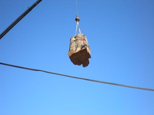 Minnesota Tree Surgeons