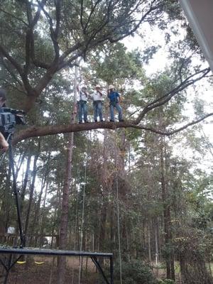 Miller's Tree Service