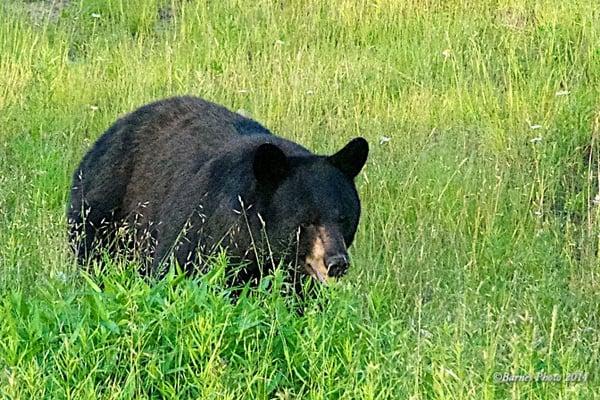 Golden Oaks Village POA
