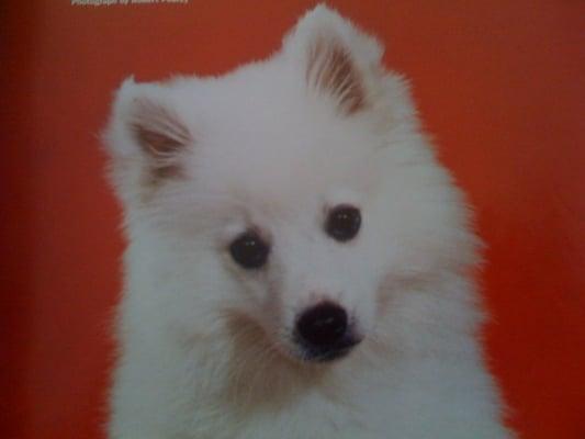 Babys Got Bark Pet Grooming